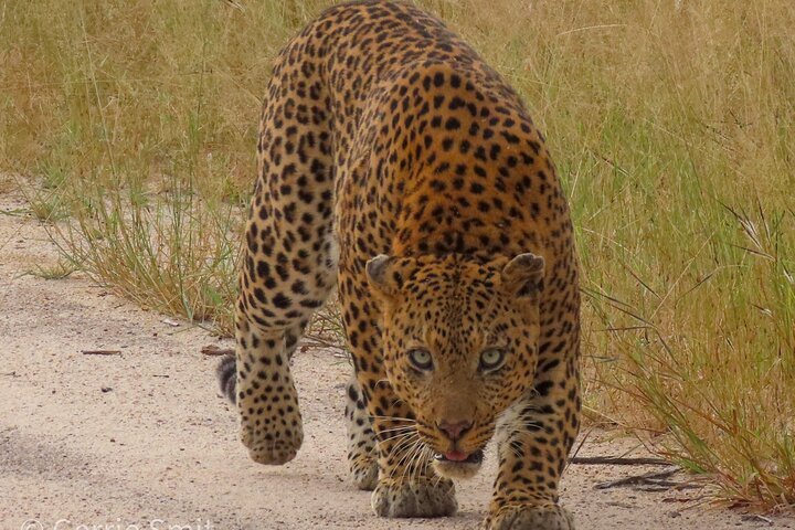 Stalking Leopard